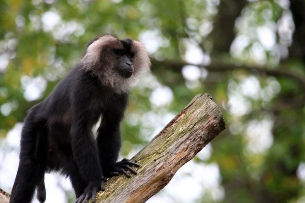 나무의 가지에 민첩한 원숭이 — 스톡 사진