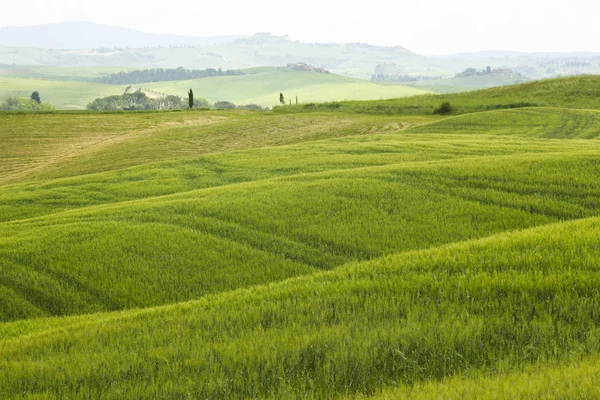 Тоскана Зеленый Типичный Пейзаж Весеннее Время — стоковое фото