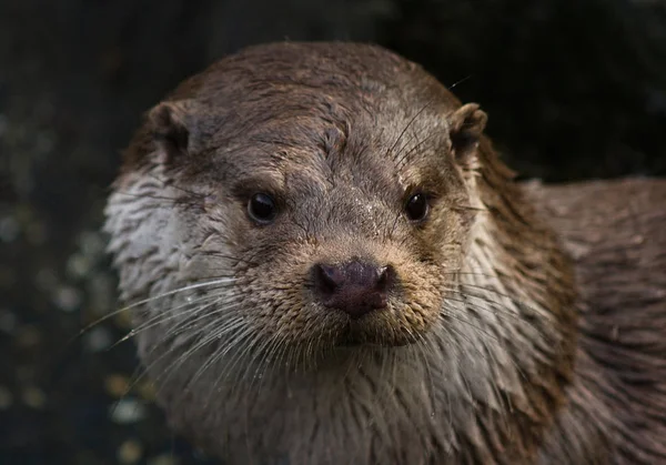 Portrait of curious wet European Otter