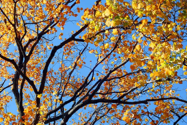 Golden Yellow Fall Foliage Farver Maple Træ Efteråret - Stock-foto