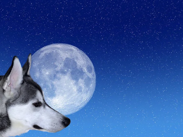 Siberian Husky Tittar Månen Stjärnklar Bakgrund — Stockfoto