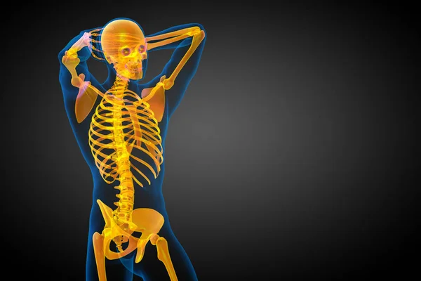 スケルトンの骨 側面図の レンダリングの医療イラスト — ストック写真