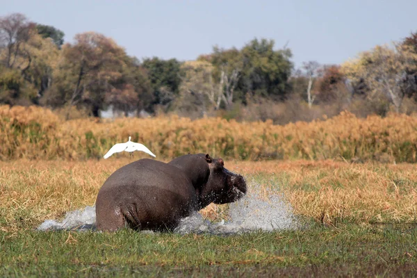 Vilda Flodhästar Vattenhål Mahango Spelpark Namibia — Stockfoto