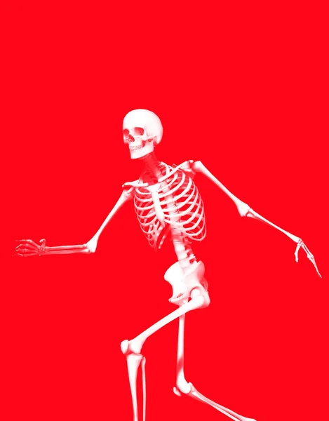 Skelton Ativo Que Faria Grande Halloween Imagem Médica — Fotografia de Stock