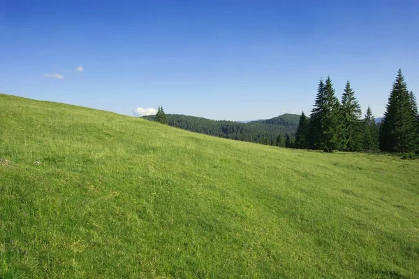 Zelená Pole Borové Lesy Karpatech — Stock fotografie