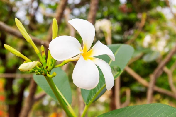 Белые Цветы Франджипани Парком Заднем Плане — стоковое фото