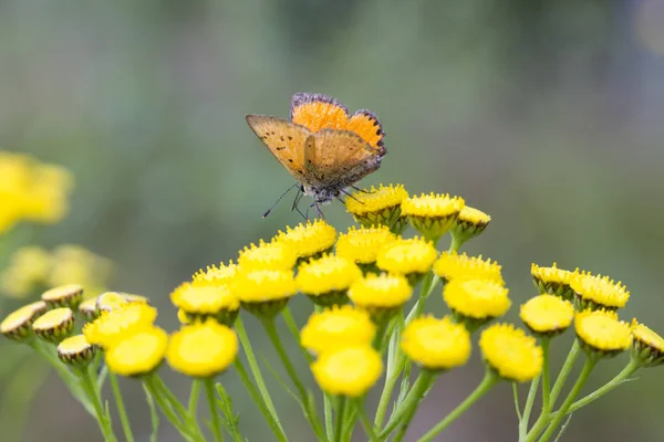 Scarce Mariposa Cobre Flor Tanaceto Cerca —  Fotos de Stock