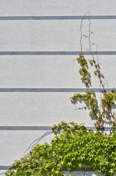 绿泥鳅在灰色混凝土墙上生长 — 图库照片