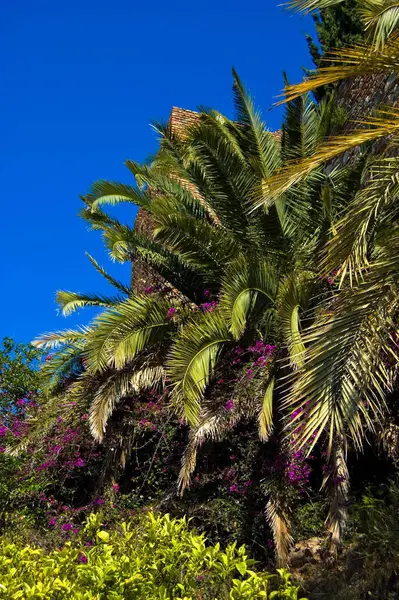 Palmeira Com Flores Roxas Seu Redor Málaga Espanha — Fotografia de Stock