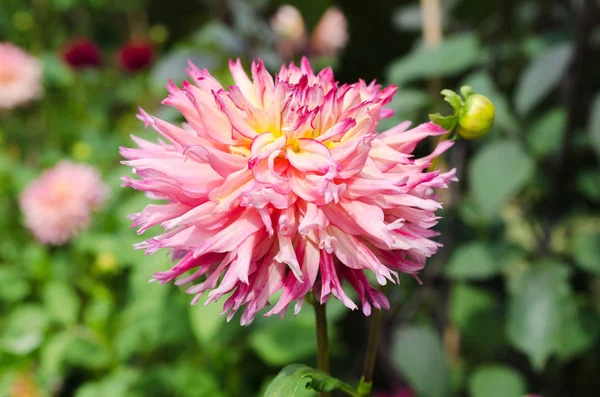 Büyük Renk Ile Çok Güzel Bir Çiçek Aile Dahlia — Stok fotoğraf