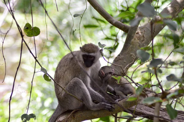 Vervet Monkey Its Young Branch Mombasa Kenya — Stock Photo, Image