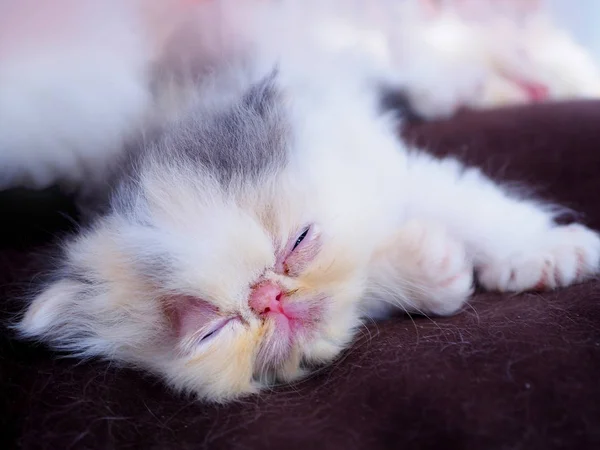 Persian Kitten Sleeping Cushion Selective Focus — Stock Photo, Image
