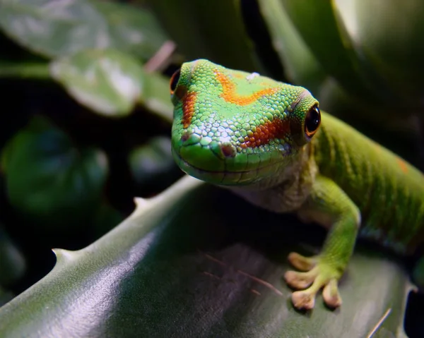 Gekon Olbrzymi Dzień Madagaskar — Zdjęcie stockowe