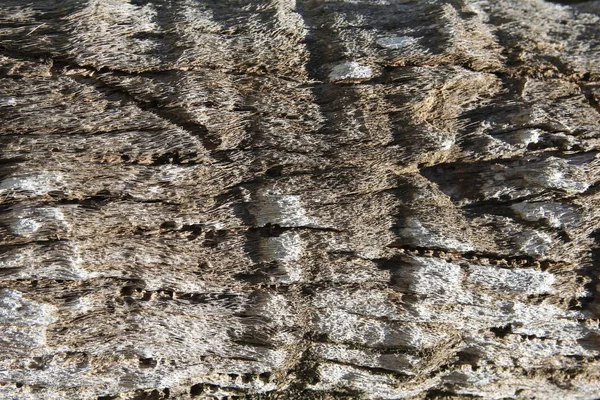 Palma Corteza Madera Textura — Foto de Stock