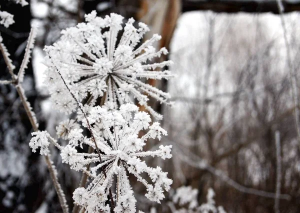 Flor Seca Sob Neve Floresta Inverno — Fotografia de Stock