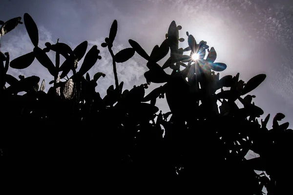 Siluett Visa Kaktusfikon Opuntia Ficus Indica Eller Indiska Fikon Tagit — Stockfoto