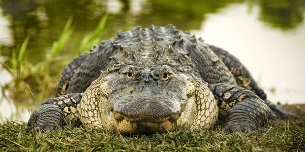 Közelről Megtekintéséhez Egy Nagy Amerikai Aligátor Alligator Mississippiensis Sütkébe Fűben — Stock Fotó