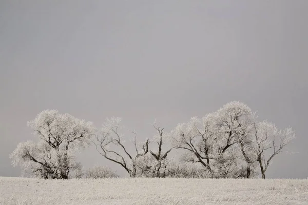 Árboles Cubiertos Heladas Invierno — Foto de Stock