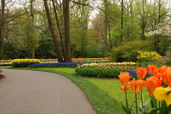 Élénk Tulipánmezők Hollandiában Tavasszal — Stock Fotó