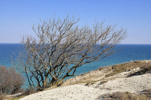 Strom Zimním Hibernaci Pobřeží Černého Moře — Stock fotografie