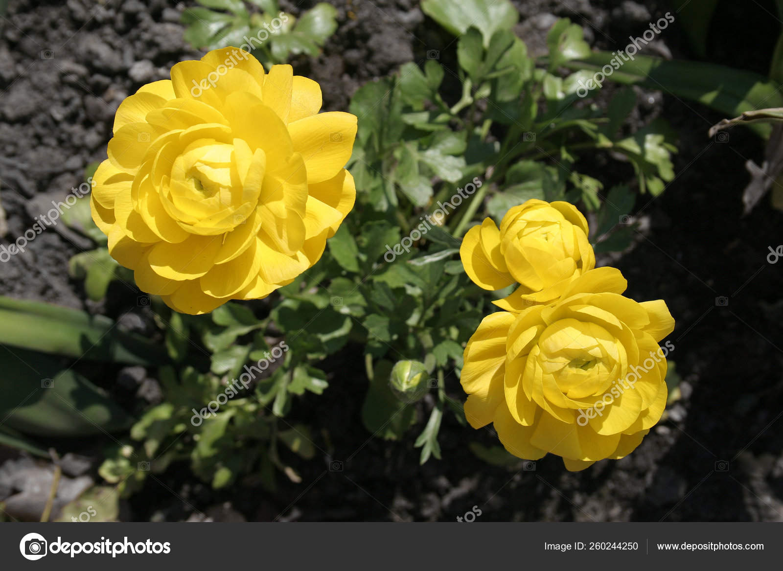 Amarelo Begonia Tuberosa Abril fotos, imagens de © YAYImages #260244250