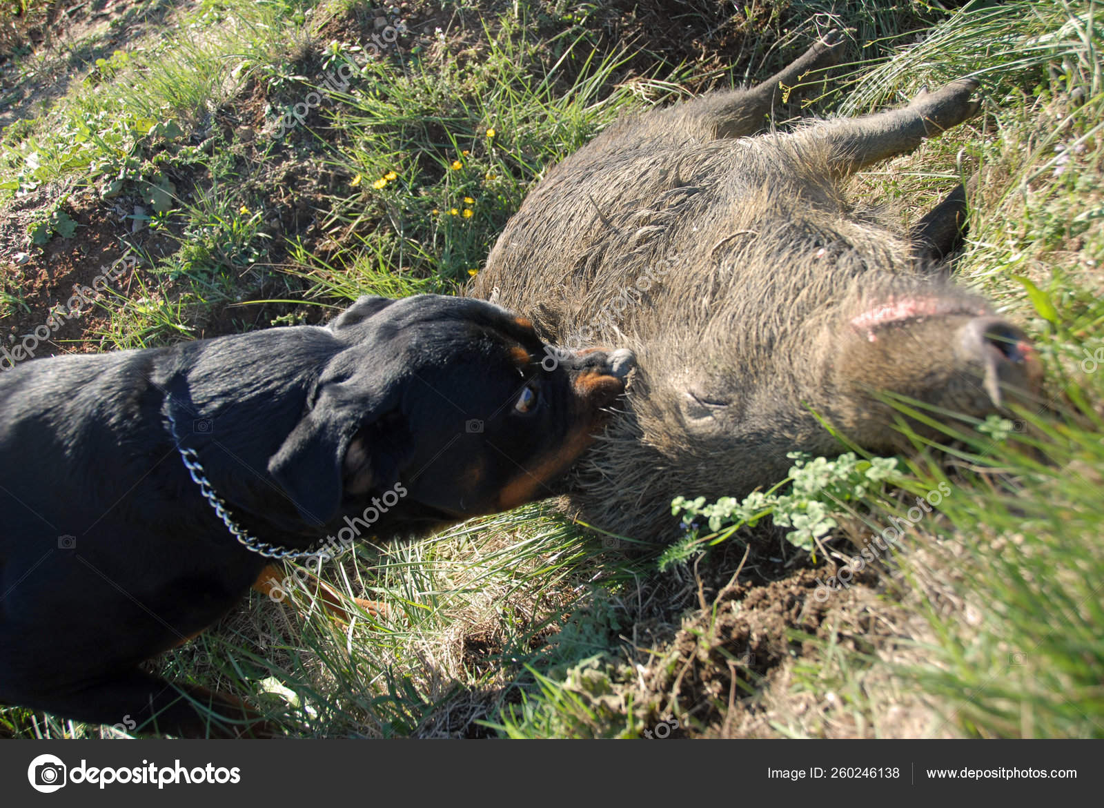 rottweiler hog hunting