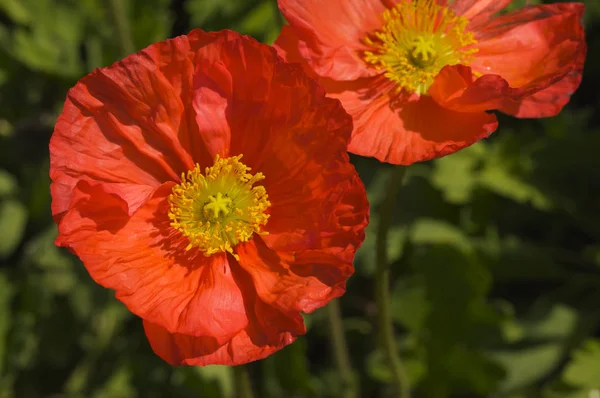 Red Iceland Poppies Narrow Depth Field — Stock Photo, Image
