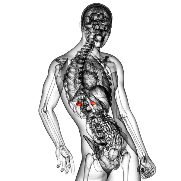 Render Medical Illustration Spleen Side View — Stock Photo, Image