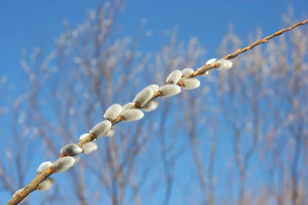 Willow Branch Blue Sky Early Spring — Stock Photo, Image