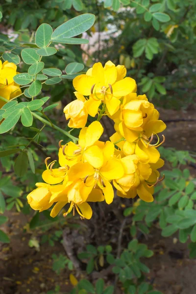 Yellow Cassia Flower Green Foliage — Stock Photo, Image