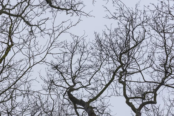 Kışın Dalları Ağaçları Ile Arka Plan — Stok fotoğraf