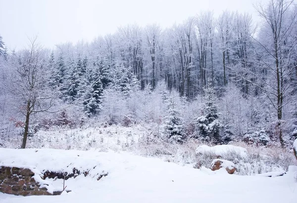 Bosque Profundo Cubierto Nieve Bajo Cielo Nublado — Foto de Stock
