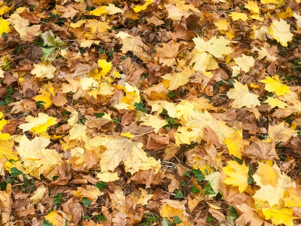 Fundo Terra Marrom Laranja Queda Outono Folhas Chão Floresta Natureza — Fotografia de Stock