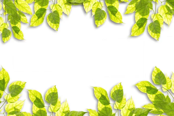Каркас Свіжого Зеленого Листя — стокове фото