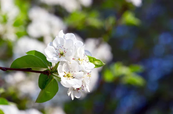 Zbliżenie Kwiatu Gruszki Wiosną — Zdjęcie stockowe