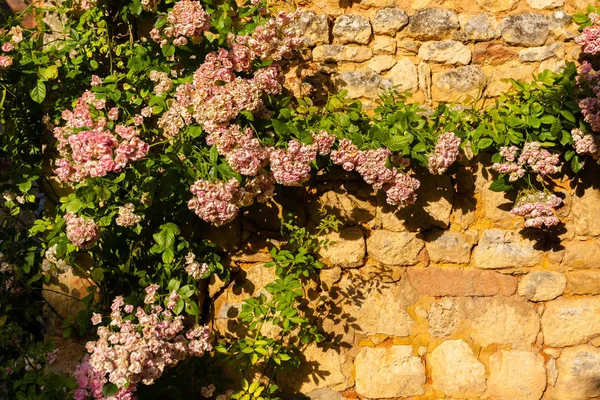 Planta Escalada Uma Parede Apedrejada Região Dordogne França — Fotografia de Stock