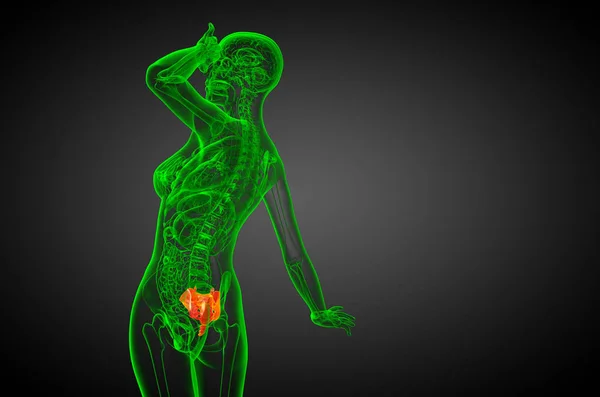仙骨骨 側面図の レンダリングの医療イラスト — ストック写真