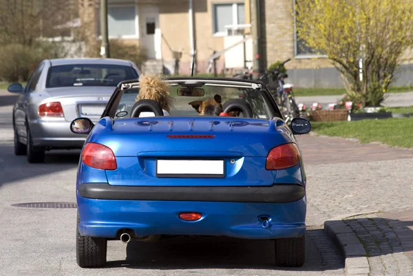 Portait Mulher Seu Carro Condução Cão — Fotografia de Stock