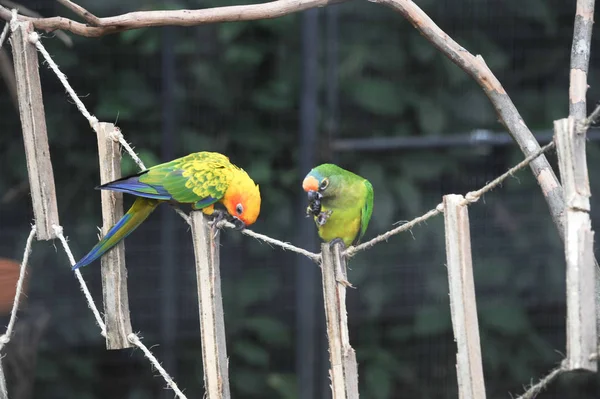 Brezilya Iguazu Renkli Arara Papağan — Stok fotoğraf