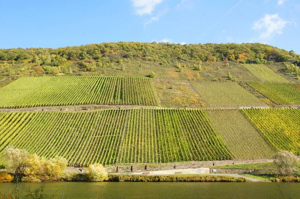 Viñedos Briedeler Herzchen Mosela Alemania — Foto de Stock