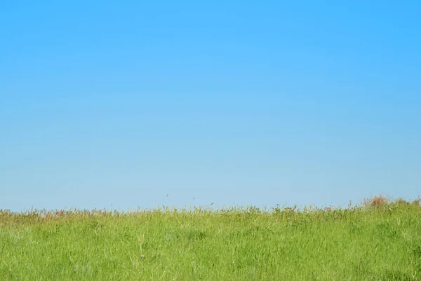 Hierba Verde Con Cielo Azul Nubes —  Fotos de Stock