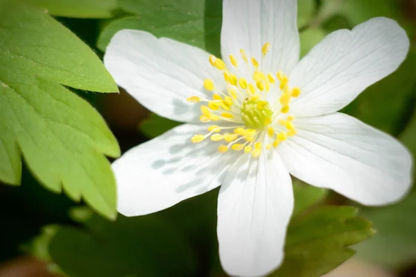Renkli Bir Arkaplan Olarak Çiçekler Makro Fotoğraf Doğa Serisi — Stok fotoğraf