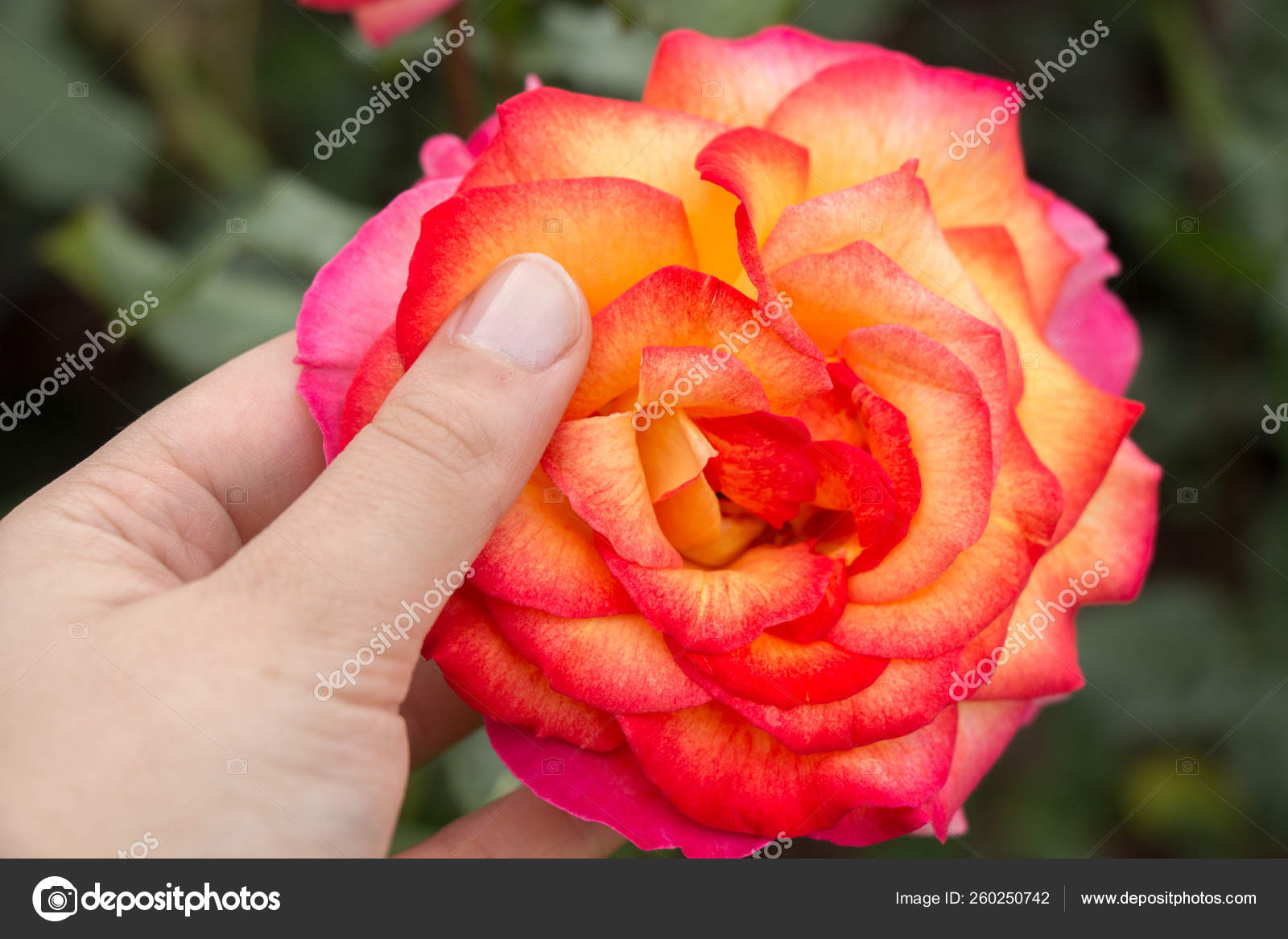 Mão Segurando Uma Flor Rosa Colorida fotos, imagens de © YAYImages  #260250742