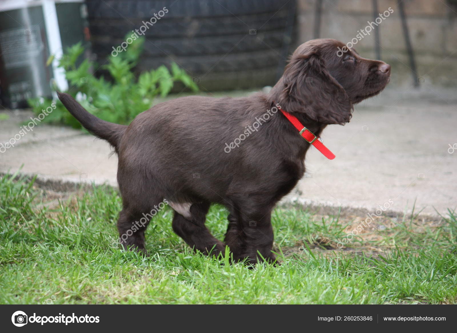 Very Cute Liver Working Cocker Spaniel Pet Gundog — Stock Photo