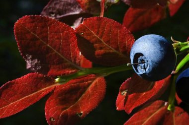 Bilberry is any of several species of low-growing shrubs in the genus Vaccinium (family Ericaceae), bearing edible fruits. The species most often referred to is Vaccinium myrtillus L., but there are several other closely related species. clipart