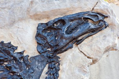 Photo of Dinosauro Antonio, Tethyshadros insularis stock vector
