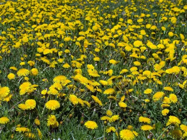Цветок Зеленой Траве Летом — стоковое фото