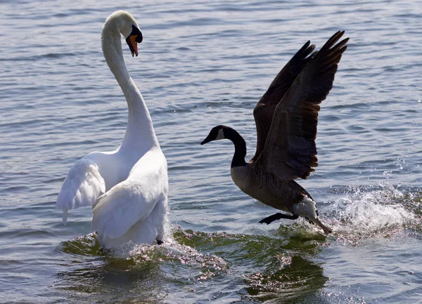 Increíble Foto Épica Lucha Entre Ganso Canadá Cisne — Foto de Stock