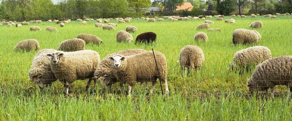 Pastwiskie Owce Łące — Zdjęcie stockowe