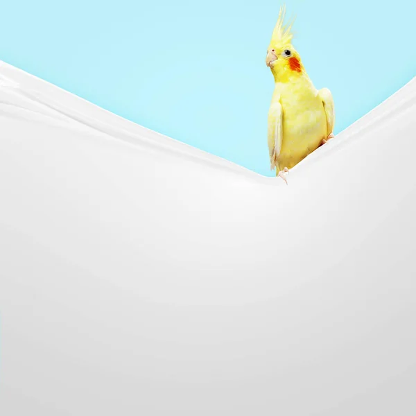 Papagei Sitzt Auf Leerem Banner Platz Für Text — Stockfoto